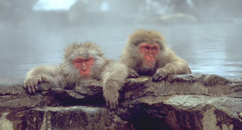 Jigokudani